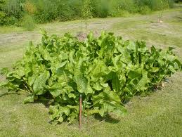Horseradish Leaf Benefits